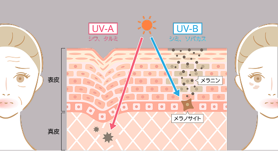 肌の断面図解